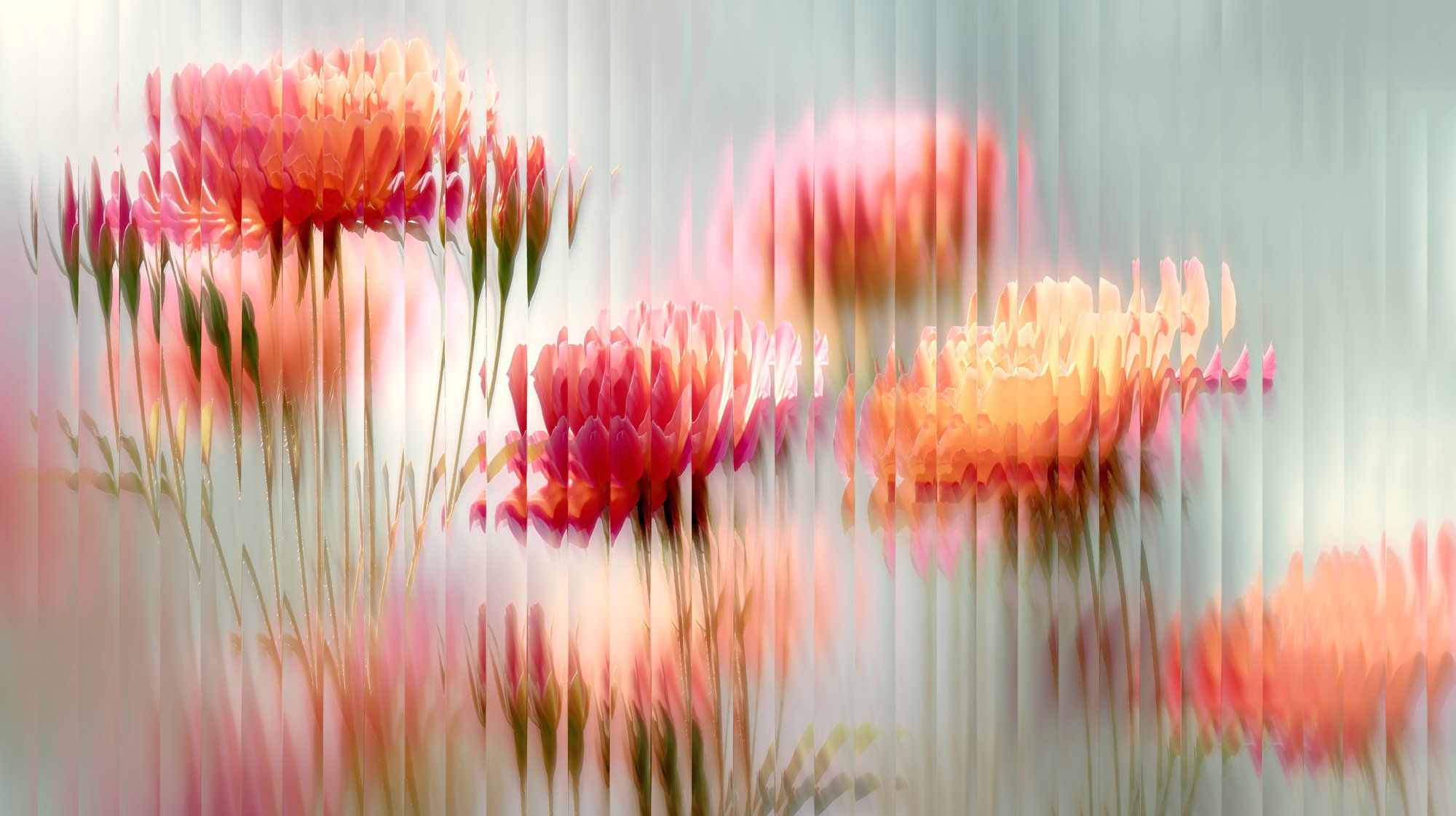 Pink and orange flowers seen through ribbed glass