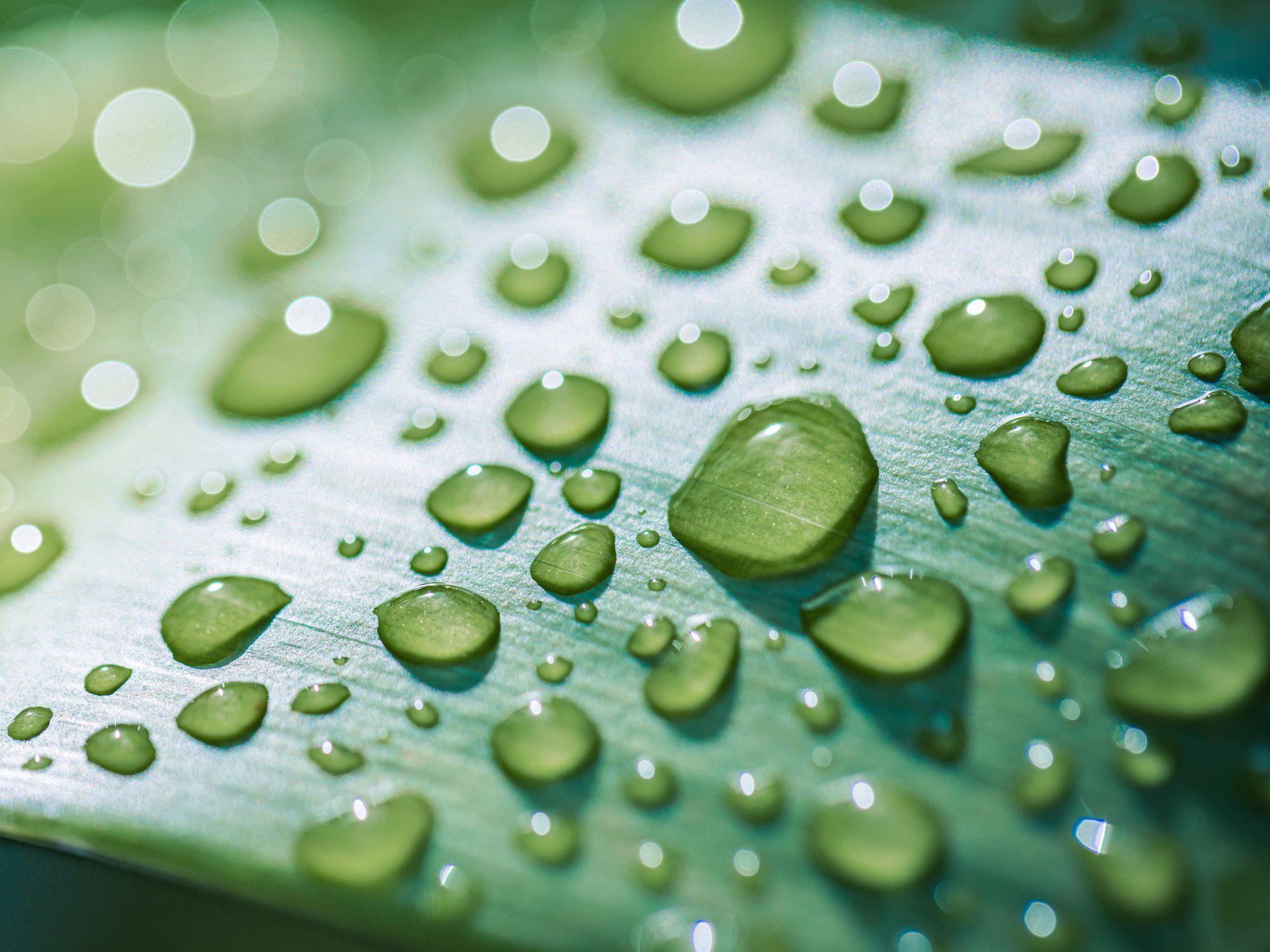 Water droplets on a green leaf